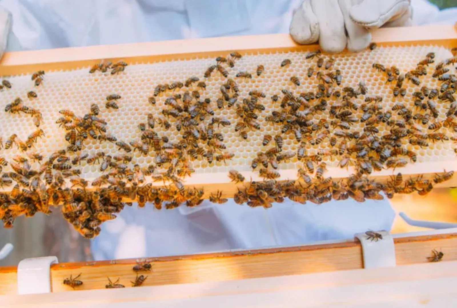 Bienenwaabe mit mehreren Bienen